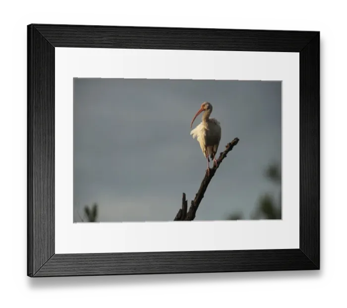 Framed Print : White Ibis (Eudocimus albus), Sian Ka an Biosphere Reserve, Quintana Roo, Yucatan Peninsula