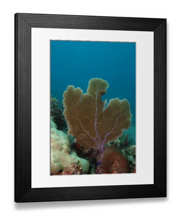 Framed Print : Venus Sea Fan (Gorgonia flabellum), Puenta Gruesa, Sian Ka an Biosphere Reserve Framed Print : Venus Sea Fan (Gorgonia flabellum), Puenta Gruesa, Sian Ka an Biosphere Reserve