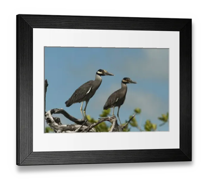 Framed Print : Yellow-crowned Night-heron (Nyctanassa violacea), Sian Ka an Biosphere Reserve
