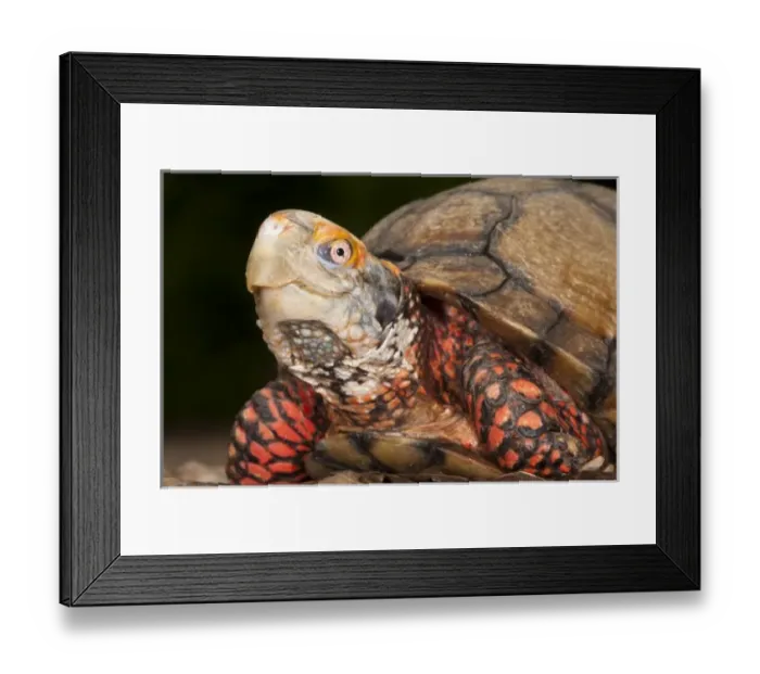 Framed Print : Mexican Box Turtle (Terrapene carolina mexicana), Captive. Mexico Framed Print : Mexican Box Turtle (Terrapene carolina mexicana), Captive. Mexico