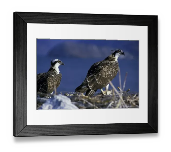 Framed Print : Central America, Mexico, Sea of Cortez. Young osprey and parent on nest Framed Print : Central America, Mexico, Sea of Cortez. Young osprey and parent on nest