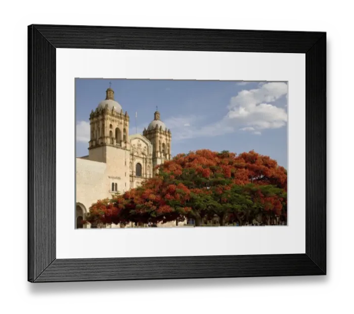 Framed Print : Mexico, Oaxaca, Morning sun lights flame trees and the Iglesia Santo Domingo near Framed Print : Mexico, Oaxaca, Morning sun lights flame trees and the Iglesia Santo Domingo near
