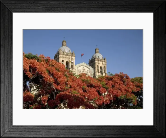 Framed Print : Mexico, Oaxaca, Setting sun lights flame trees and the Templo Santo Domingo at Cathedral