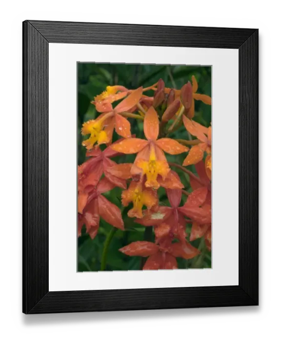 Framed Print : Flowers in Lagunas de Montebello National Park, in Chiapas, Mexico