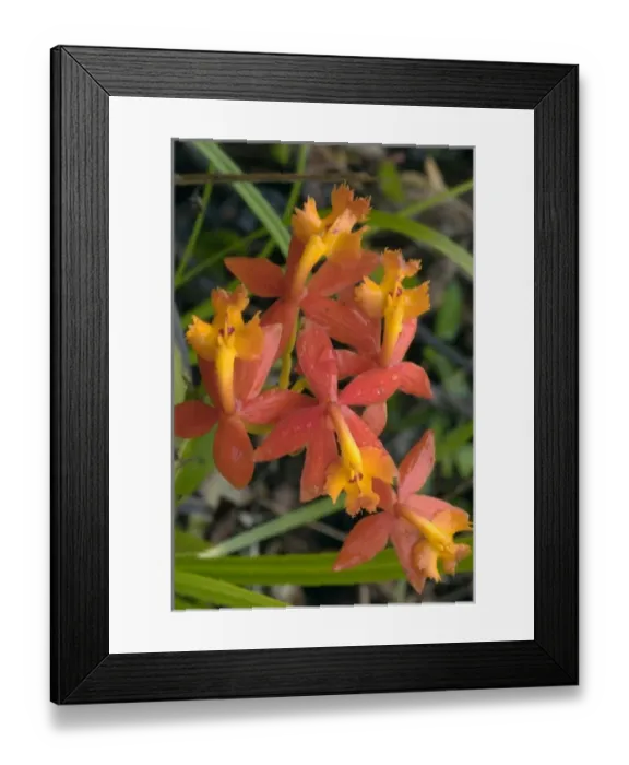 Framed Print : Flowers in Lagunas de Montebello National Park, in Chiapas, Mexico