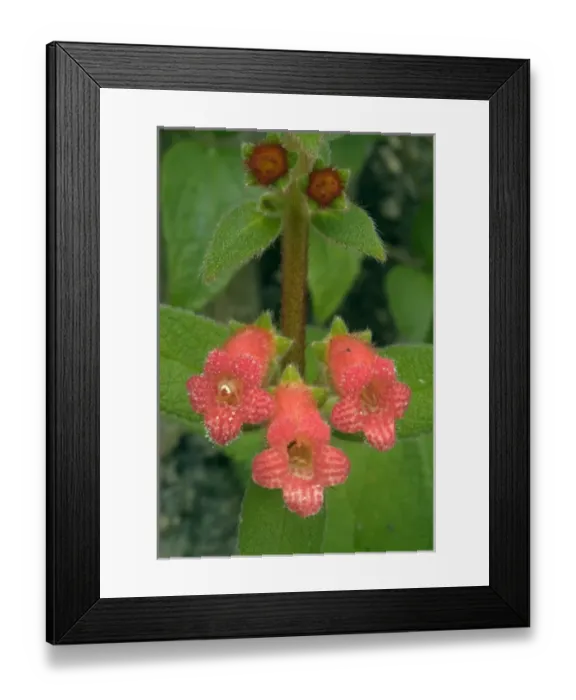 Framed Print : Flowers in Lagunas de Montebello National Park, in Chiapas, Mexico