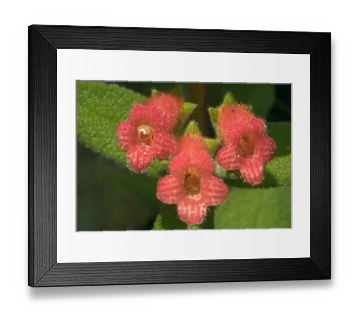 Framed Print : Flowers in Lagunas de Montebello National Park, in Chiapas, Mexico Framed Print : Flowers in Lagunas de Montebello National Park, in Chiapas, Mexico
