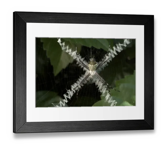 Framed Print : Spider and X-pattern web Framed Print : Spider and X-pattern web