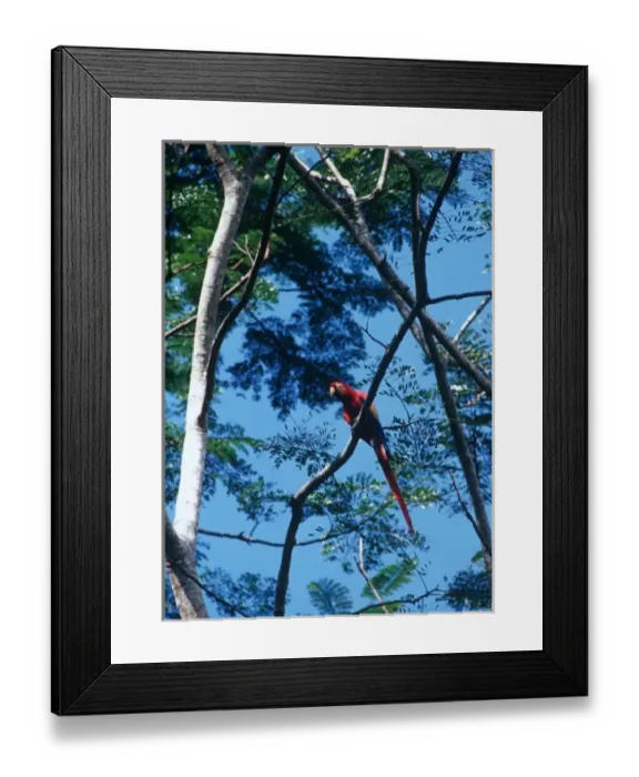 Framed Print : Scarlet Macaw (Ara macao), also known as Guacamaya or Lapa Roja, in the rainforest Framed Print : Scarlet Macaw (Ara macao), also known as Guacamaya or Lapa Roja, in the rainforest