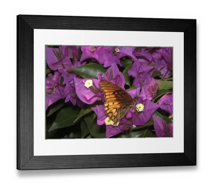 Framed Print : Mexican butterfly (species not known to photographer) Framed Print : Mexican butterfly (species not known to photographer)