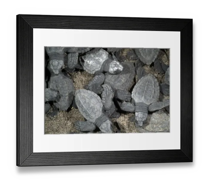 Framed Print : Mexico, Chiapas, Boca del Cielo Turtle Research Station, Hatchling Olive Ridley sea Framed Print : Mexico, Chiapas, Boca del Cielo Turtle Research Station, Hatchling Olive Ridley sea
