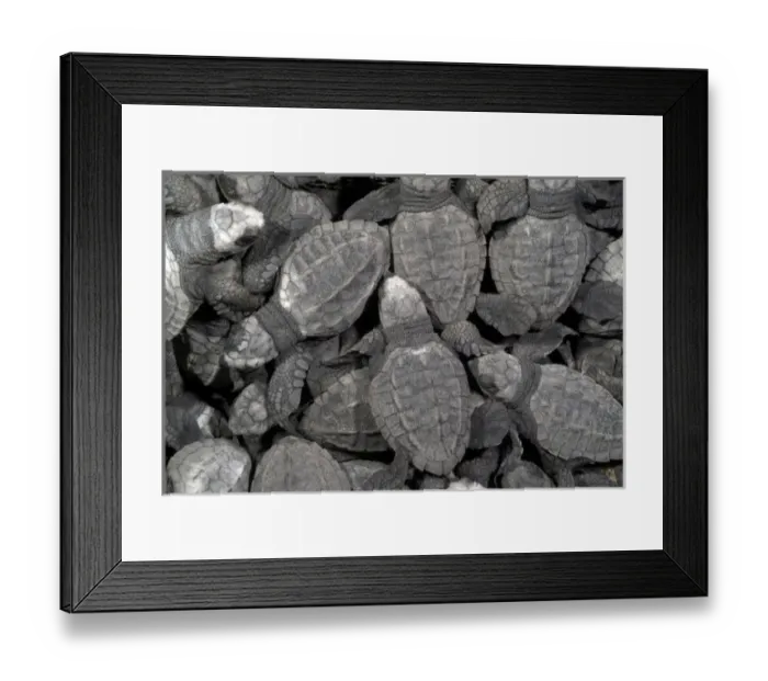 Framed Print : Mexico, Chiapas, Boca del Cielo Turtle Research Station, Hatchling Olive Ridley sea Framed Print : Mexico, Chiapas, Boca del Cielo Turtle Research Station, Hatchling Olive Ridley sea