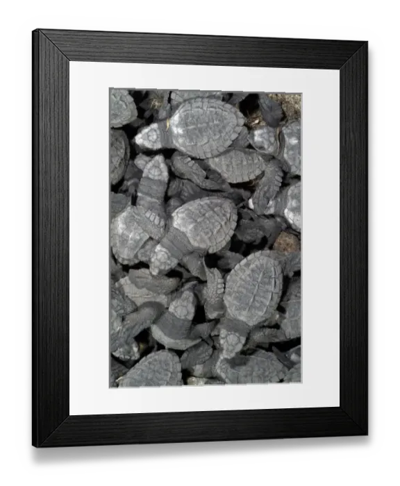 Framed Print : Mexico, Chiapas, Boca del Cielo Turtle Research Station, Hatchling Olive Ridley sea