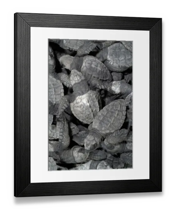 Framed Print : Mexico, Chiapas, Boca del Cielo Turtle Research Station, Hatchling Olive Ridley sea Framed Print : Mexico, Chiapas, Boca del Cielo Turtle Research Station, Hatchling Olive Ridley sea
