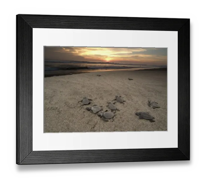 Framed Print : Mexico, Chiapas, Boca del Cielo Turtle Research Station, Olive Ridley sea turtle Framed Print : Mexico, Chiapas, Boca del Cielo Turtle Research Station, Olive Ridley sea turtle