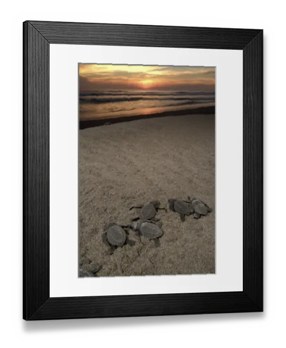 Framed Print : Mexico, Chiapas, Boca del Cielo Turtle Research Station, Olive Ridley sea turtle
