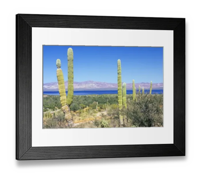 Framed Print : Mexico, Baja California Sur, Mulege, Bahia Concepcion, Cardon Cactus (Pachycereus