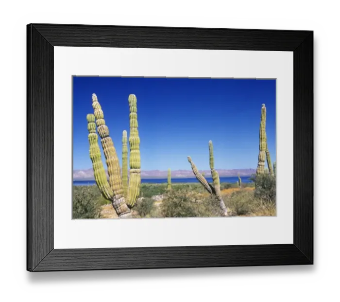 Framed Print : Mexico, Baja California Sur, Mulege, Bahia Concepcion, Cardon Cactus (Pachycereus Framed Print : Mexico, Baja California Sur, Mulege, Bahia Concepcion, Cardon Cactus (Pachycereus