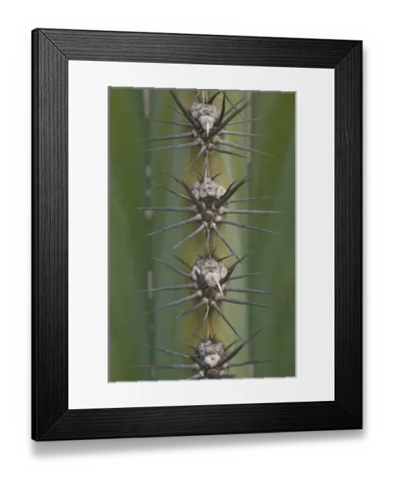 Framed Print : North America, Mexico