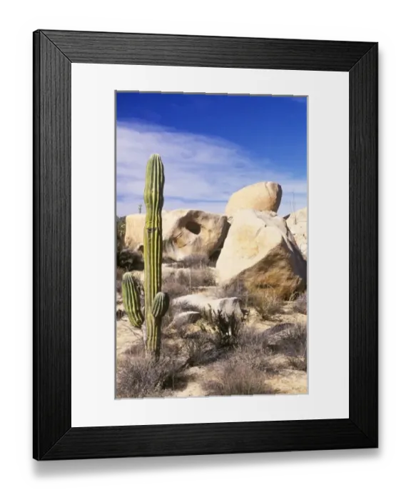 Framed Print : Mexico, Baja California, Catavina, Cardon Cactus at Catvina Rock Garden Framed Print : Mexico, Baja California, Catavina, Cardon Cactus at Catvina Rock Garden