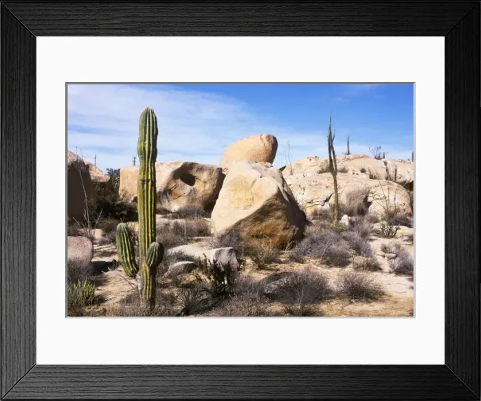 Framed Print : Mexico, Baja California, Catavina, Cardon Cactus at Catvina Rock Garden Framed Print : Mexico, Baja California, Catavina, Cardon Cactus at Catvina Rock Garden