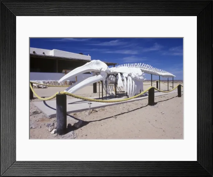 Framed Print : Mexico, Baja California Sur, Guerro Negro, Laguna Ojo de Liebre, Gray Whale Skeleton Framed Print : Mexico, Baja California Sur, Guerro Negro, Laguna Ojo de Liebre, Gray Whale Skeleton