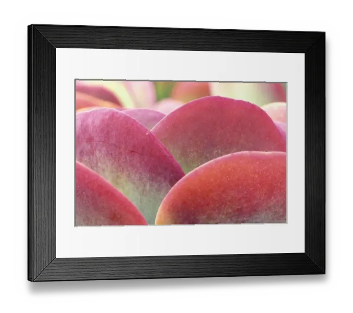 Framed Print : Mexico, Baja California Sur, San Jose del Cabo, Kalanchoe (Kalanchoe thyrsiflora) Framed Print : Mexico, Baja California Sur, San Jose del Cabo, Kalanchoe (Kalanchoe thyrsiflora)