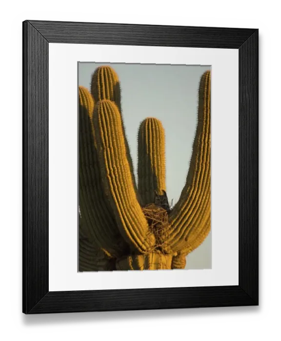 Framed Print : great horned owl, Bubo virginianus, in a saguaro, Carnegiea gigantea, catcus in