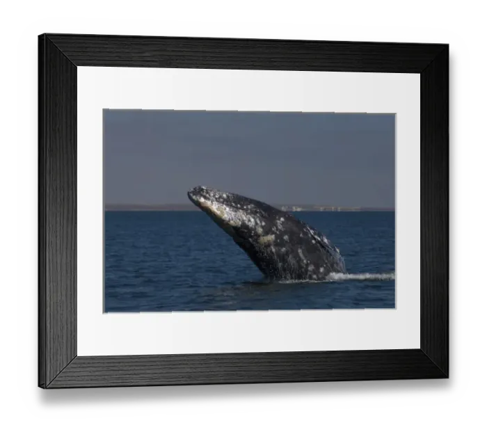 Framed Print : gray whale, Eschrichtius robustus, in Scammons Lagoon, Guerrero Negro, Baja California