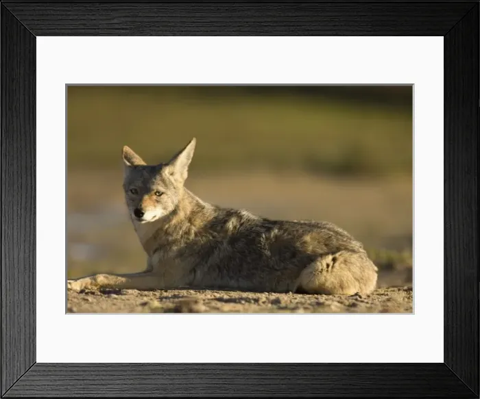 Framed Print : coyote, Canis latrans, resting at Scammons Lagoon, Guerrero Negro, Baja California