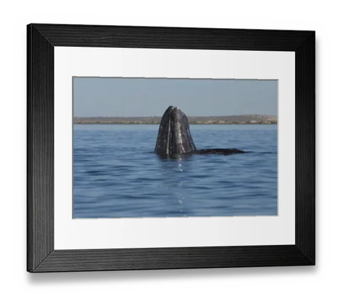 Framed Print : gray whale, Eschrichtius robustus, spyhopping in Scammons Lagoon, Guerrero Negro Framed Print : gray whale, Eschrichtius robustus, spyhopping in Scammons Lagoon, Guerrero Negro