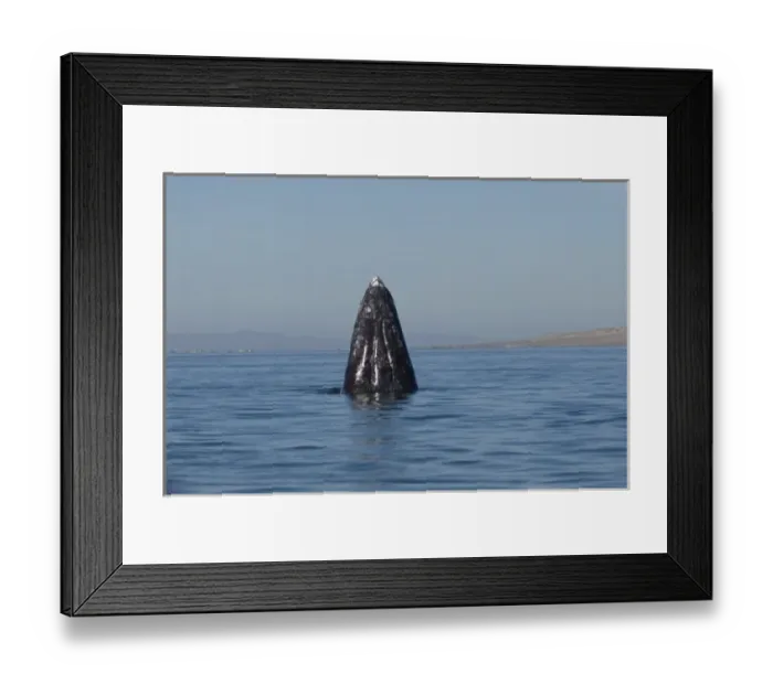 Framed Print : gray whale, Eschrichtius robustus, spyhopping in Scammons Lagoon, Guerrero Negro Framed Print : gray whale, Eschrichtius robustus, spyhopping in Scammons Lagoon, Guerrero Negro