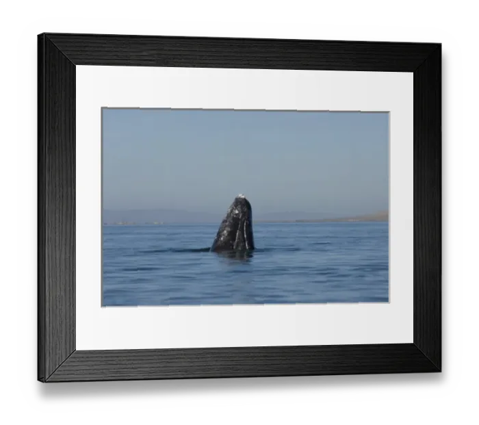 Framed Print : gray whale, Eschrichtius robustus, spyhopping in Scammons Lagoon, Guerrero Negro Framed Print : gray whale, Eschrichtius robustus, spyhopping in Scammons Lagoon, Guerrero Negro