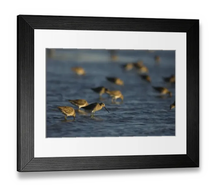 Framed Print : arctic shorebirds feeding on crustaceans and invertebrates in Scammons Lagoon Framed Print : arctic shorebirds feeding on crustaceans and invertebrates in Scammons Lagoon