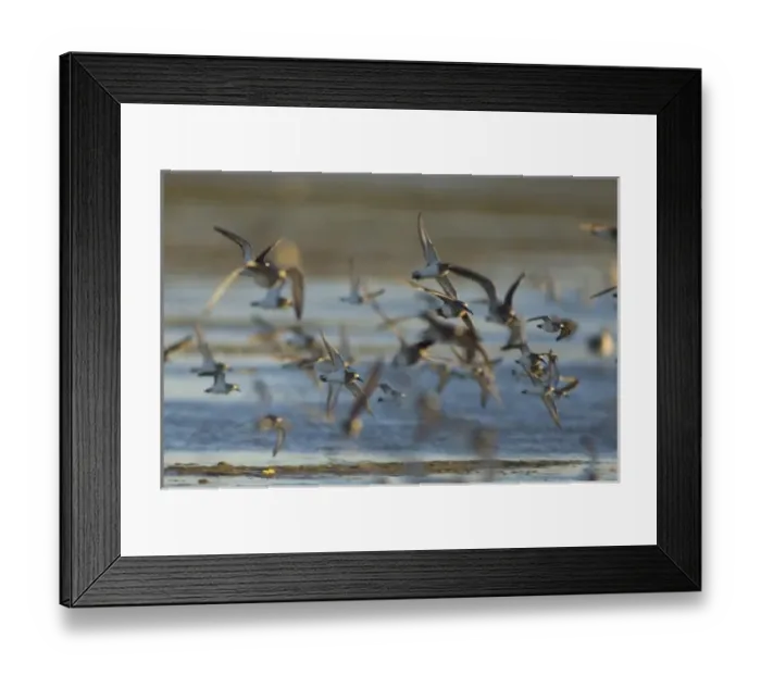 Framed Print : arctic shorebirds in flight over Scammons Lagoon, Guerrero Negro, Baja California Peninsula Framed Print : arctic shorebirds in flight over Scammons Lagoon, Guerrero Negro, Baja California Peninsula