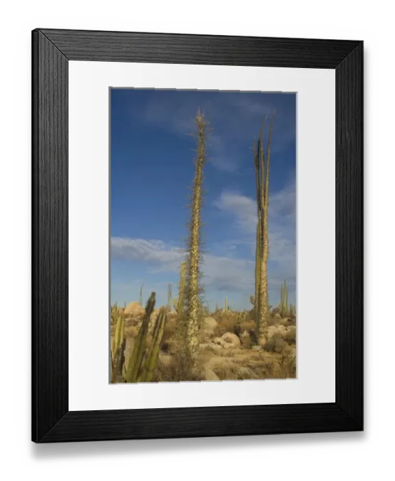 Framed Print : boojum, or cirio, trees, Fouquieria columnaris, in the desert on the Baja California Peninsula Framed Print : boojum, or cirio, trees, Fouquieria columnaris, in the desert on the Baja California Peninsula