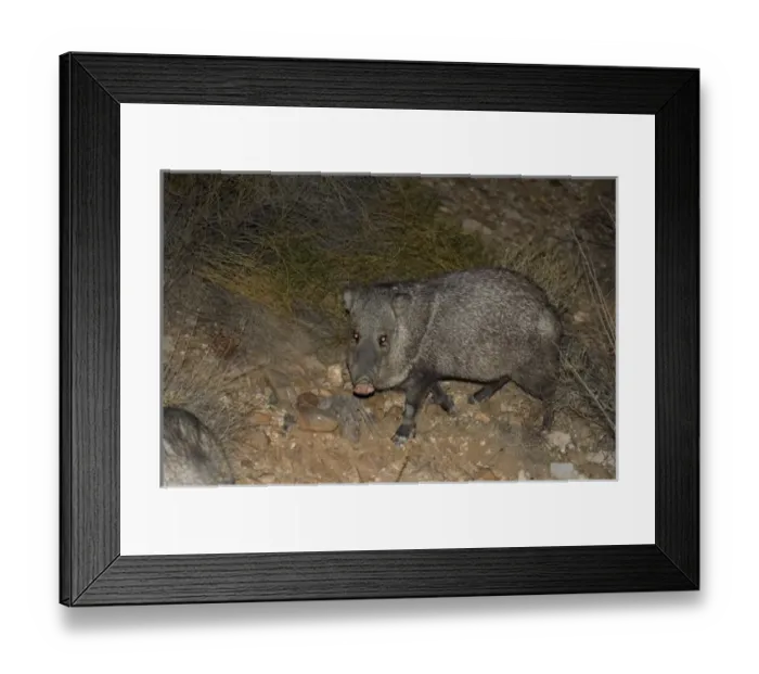 Framed Print : collared peccary, Dicotyles tajacu, or javelina, roam the semidesert area of
