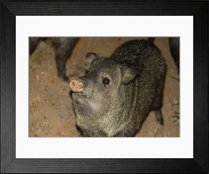 Framed Print : collared peccary, Dicotyles tajacu, or javelina, roam the semidesert area of