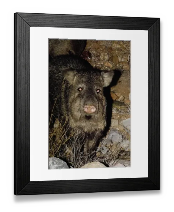 Framed Print : collared peccary, Dicotyles tajacu, or javelina, roam the semidesert area of Framed Print : collared peccary, Dicotyles tajacu, or javelina, roam the semidesert area of