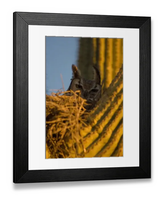 Framed Print : great horned owl, Bubo virginianus, in a saguaro, Carnegiea gigantea, catcus in Framed Print : great horned owl, Bubo virginianus, in a saguaro, Carnegiea gigantea, catcus in