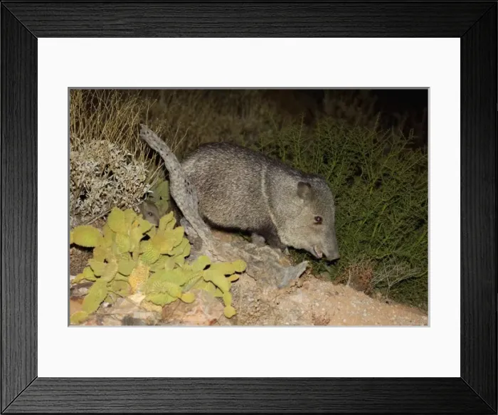 Framed Print : North America, Mexico
