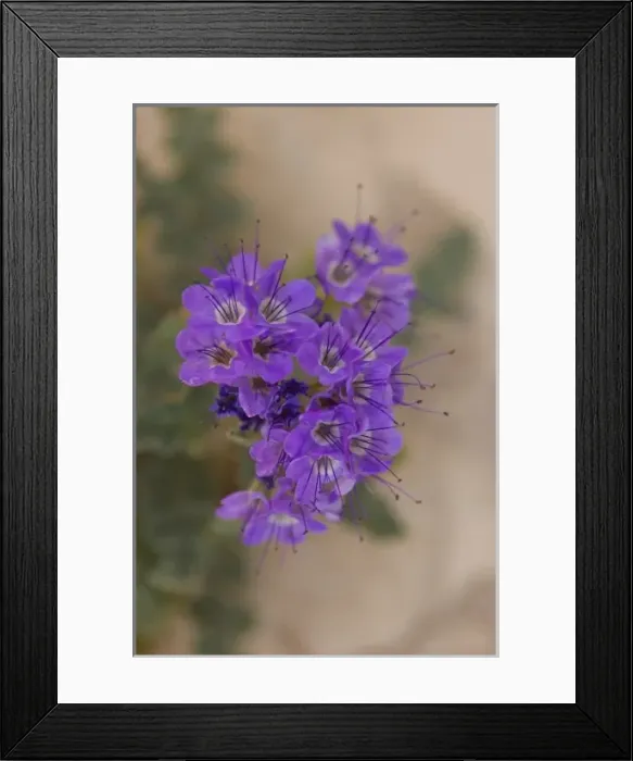 Framed Print : desert wildflower on the Baja California Peninsula, Mexico Framed Print : desert wildflower on the Baja California Peninsula, Mexico