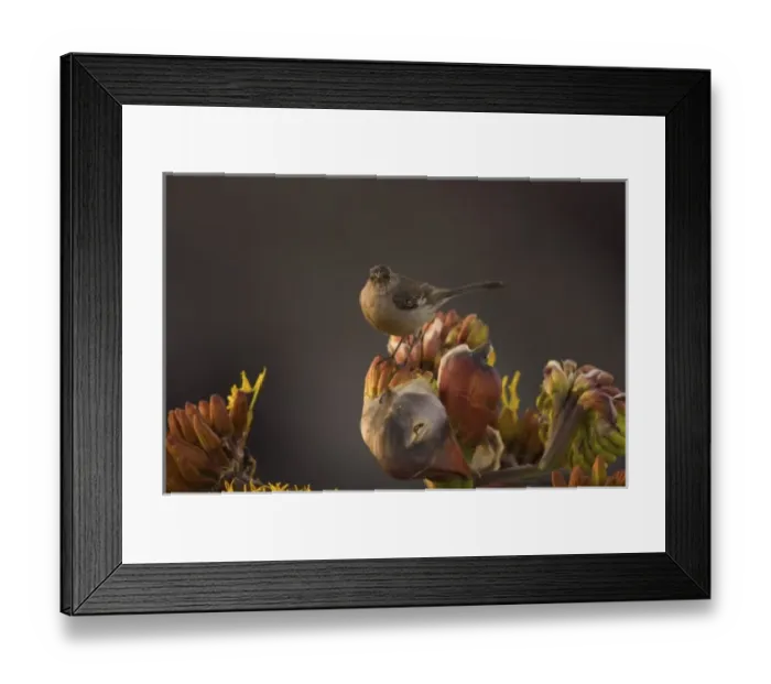 Framed Print : songbird perched on desert wildflowers at La Bufadora, Baja California Peninsula, Mexico