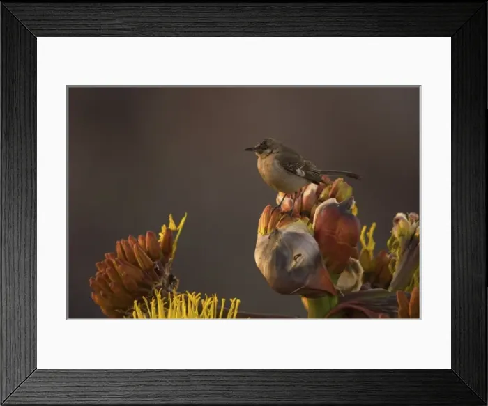Framed Print : songbird perched on desert wildflowers at La Bufadora, Baja California Peninsula, Mexico Framed Print : songbird perched on desert wildflowers at La Bufadora, Baja California Peninsula, Mexico