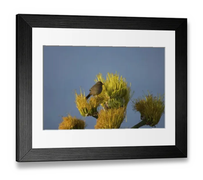 Framed Print : California towhee, Pipilo crissalis, perched on desert wildflowers at La Bufadora Framed Print : California towhee, Pipilo crissalis, perched on desert wildflowers at La Bufadora