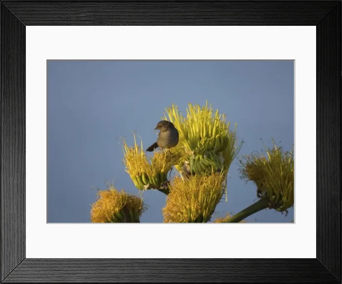Framed Print : California towhee, Pipilo crissalis, perched on desert wildflowers at La Bufadora Framed Print : California towhee, Pipilo crissalis, perched on desert wildflowers at La Bufadora