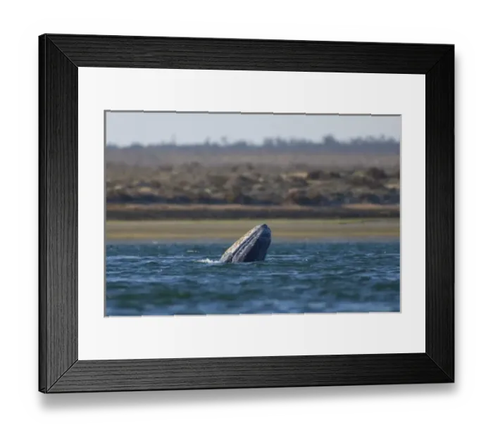 Framed Print : gray whale, Eschrichtius robustus, breaching in Scammons Lagoon, Guerrero Negro Framed Print : gray whale, Eschrichtius robustus, breaching in Scammons Lagoon, Guerrero Negro