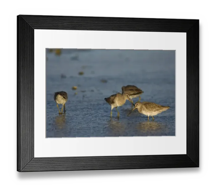 Framed Print : arctic shorebirds feeding on crustaceans and invertebrates in Scammons Lagoon