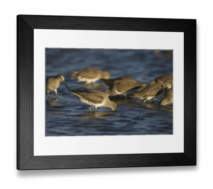 Framed Print : willets, Catoptrophorus semipalmatus, feeding on crustaceans and invertebrates in Framed Print : willets, Catoptrophorus semipalmatus, feeding on crustaceans and invertebrates in