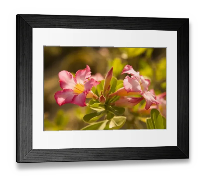 Framed Print : Cacti Mundo Los Cabos Botanical Garden, Los Cabos, Baja California, Mexico (RF) Framed Print : Cacti Mundo Los Cabos Botanical Garden, Los Cabos, Baja California, Mexico (RF)